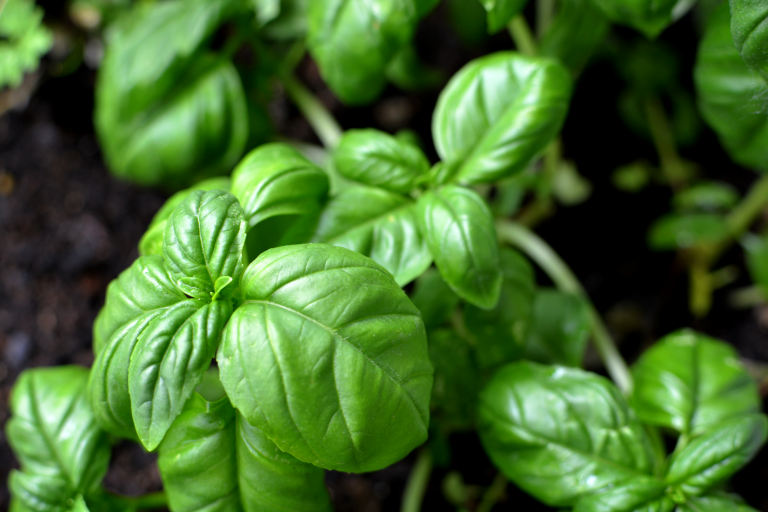 Mon petit potager de balcon